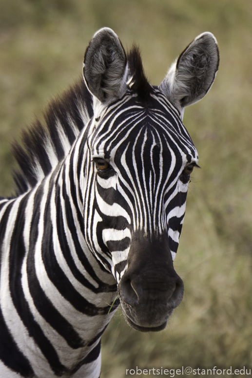 zebra